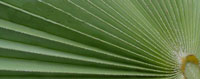 Carnauba leaf